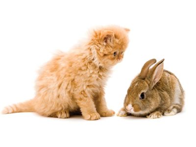 kitten-and-bunny