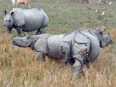 The Pobitora Wild Life Sanctuary, about 50 kilometres east of Guwahati, is home to approximately 100 of India’s endangered one-horned rhinos. Photo: Tom Peters