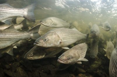 Striped bass of the Shubenacadie River. Photo: Sean Landsman